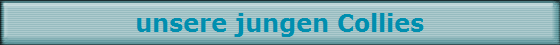 unsere jungen Collies